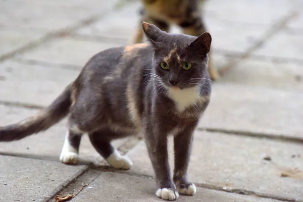 Streunende Katzen Auf Der Straße Der Stadt Krim — Stockfoto