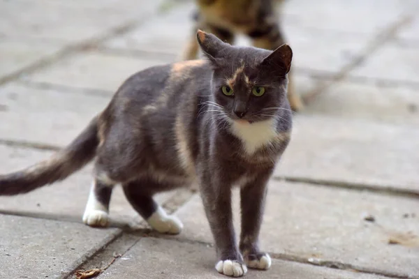 克里米亚市街上的流浪猫 — 图库照片