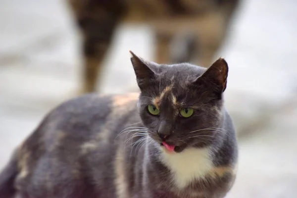 克里米亚市街上的流浪猫 — 图库照片