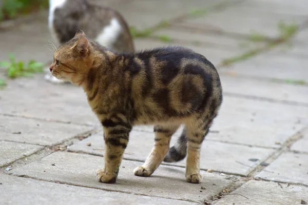 Streunende Katzen Auf Der Straße Der Stadt Krim — Stockfoto