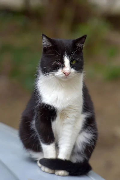 Herrelösa Katter Gatan Staden Krim — Stockfoto