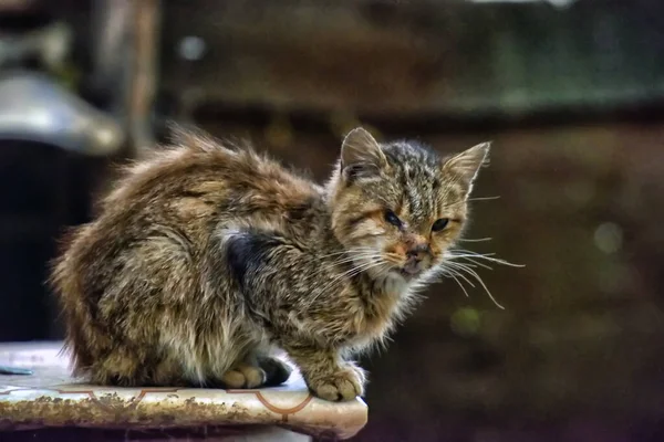Бездомные Кошки Улице Города Крыма — стоковое фото