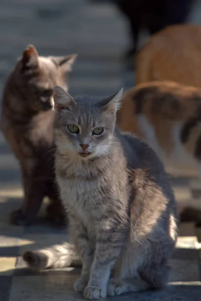 Коти Бродяги Вулиці Міста Крим — стокове фото