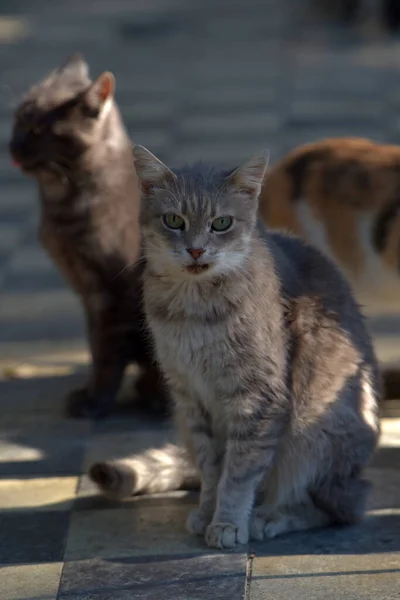 Streunende Katzen Auf Der Straße Der Stadt Krim — Stockfoto