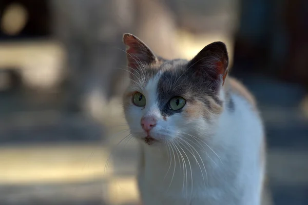 Stray Cats Street City Crimea — Stock Photo, Image