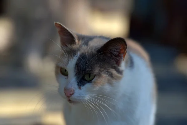 Αδέσποτες Γάτες Στο Δρόμο Της Πόλης Της Κριμαίας — Φωτογραφία Αρχείου