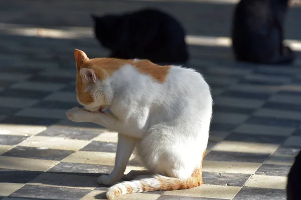 Gatti Randagi Sulla Strada Della Città Del Crimea — Foto Stock