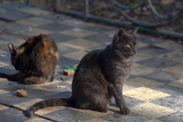 Los Gatos Callejeros Calle Ciudad Crimea —  Fotos de Stock