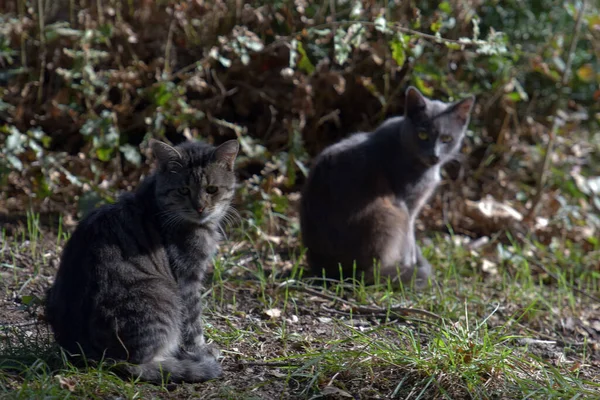 クリミアの街の野良猫 — ストック写真
