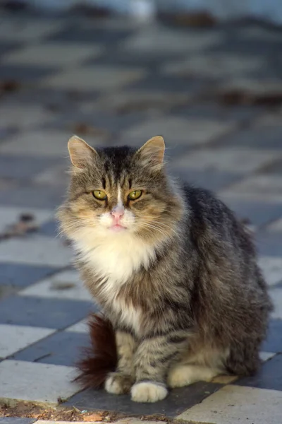 Kırım Şehrinin Sokaklarındaki Sokak Kedileri — Stok fotoğraf