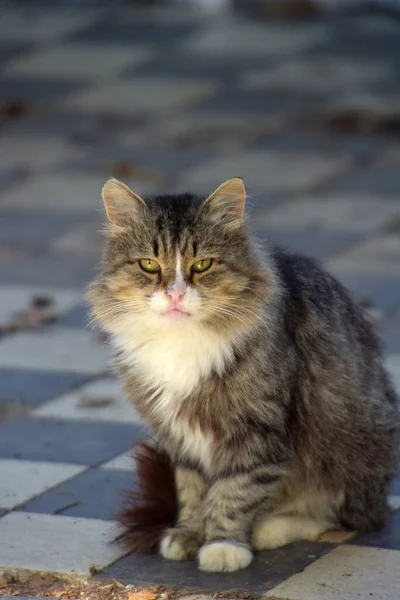 Chats Errants Dans Rue Ville Crimée — Photo