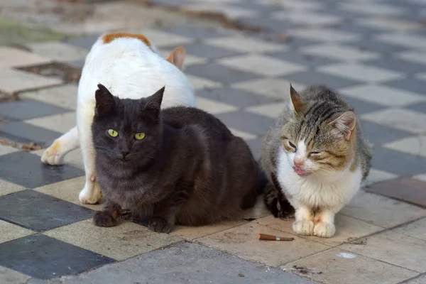 Gatti Randagi Sulla Strada Della Città Del Crimea — Foto Stock