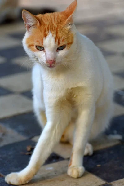 Gatos Vadios Rua Cidade Crimeia — Fotografia de Stock