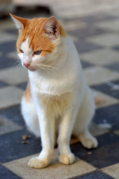 Streunende Katzen Auf Der Straße Der Stadt Krim — Stockfoto