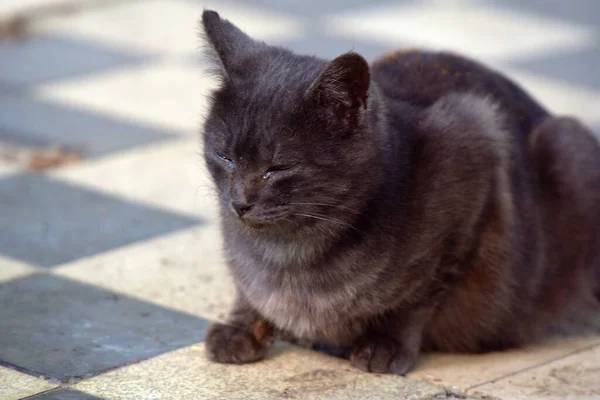 Gatos Vadios Rua Cidade Crimeia — Fotografia de Stock