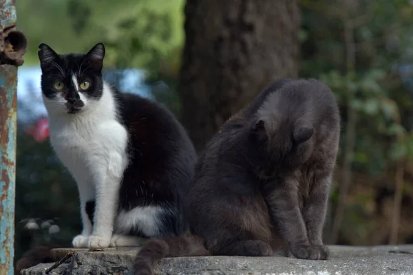 Gatti Randagi Sulla Strada Della Città Del Crimea — Foto Stock