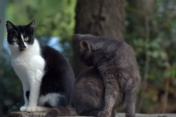 Gatti Randagi Sulla Strada Della Città Del Crimea — Foto Stock