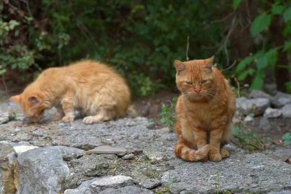 城市街道上无家可归的生姜猫 — 图库照片