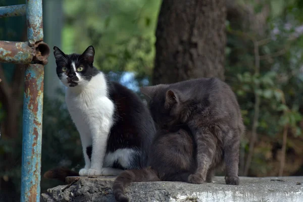 Streunende Katzen Auf Der Straße Der Stadt Krim — Stockfoto