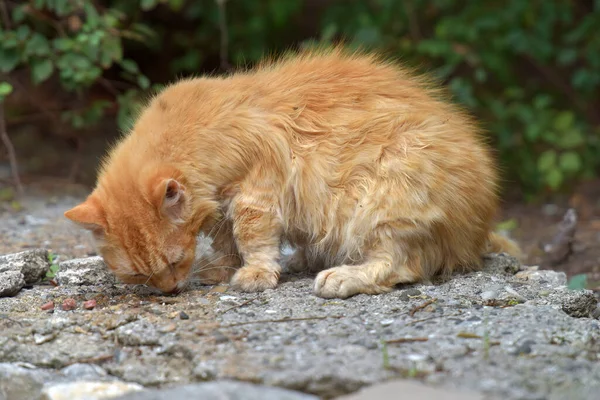 ホームレスのジンジャー猫が街を歩き — ストック写真