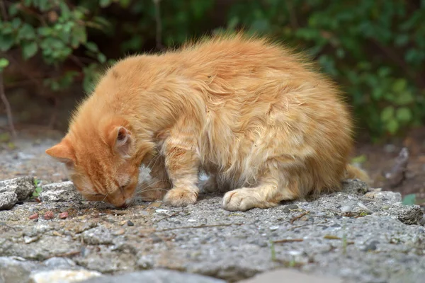 Gatos Gengibre Sem Teto Uma Rua Cidade — Fotografia de Stock