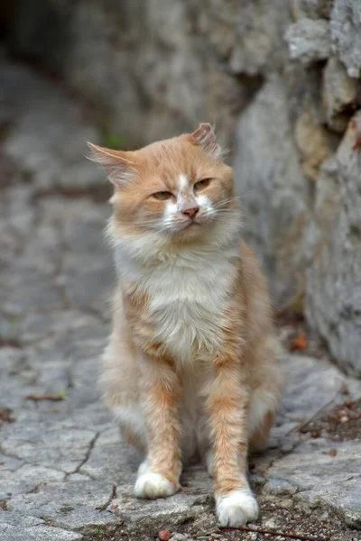 Homeless Ginger Cats City Street — Stock Photo, Image