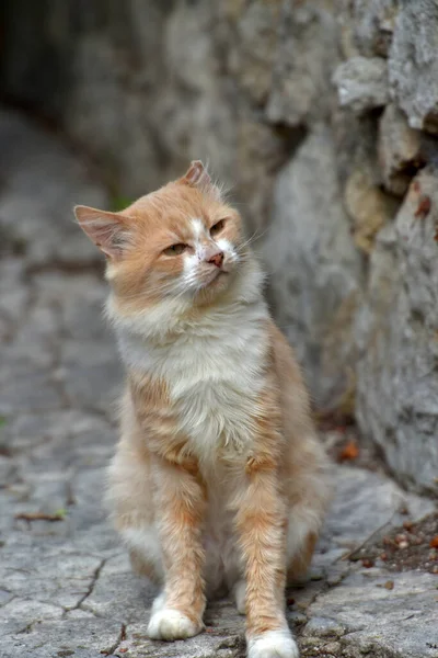 Άστεγες Κοκκινομάλλες Γάτες Δρόμο Της Πόλης — Φωτογραφία Αρχείου