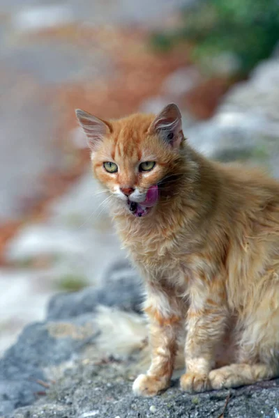 Gatos Gengibre Sem Teto Uma Rua Cidade — Fotografia de Stock