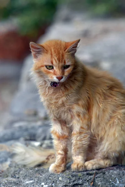 Hemlösa Ingefära Katter Stadsgata — Stockfoto