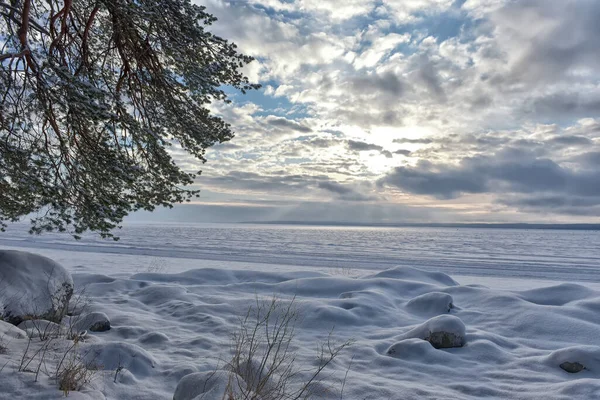겨울에 눈덮인 호수의해 소나무들 — 스톡 사진