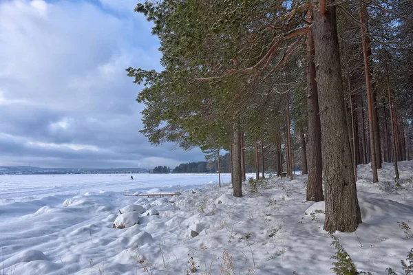 冬には雪の湖のほとりに松の木があり — ストック写真