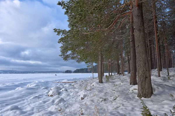 Pinos Orilla Lago Nevado Invierno — Foto de Stock