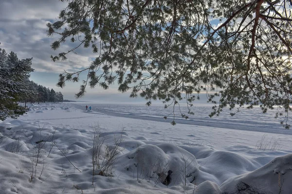 Πεύκα Στην Όχθη Μιας Χιονισμένης Λίμνης Χειμώνα — Φωτογραφία Αρχείου