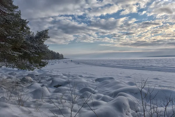 Kiefern Ufer Eines Verschneiten Sees Winter — Stockfoto