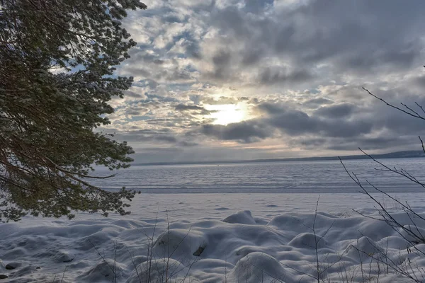 Kışın Karlı Gölün Kıyısındaki Çam Ağaçları — Stok fotoğraf