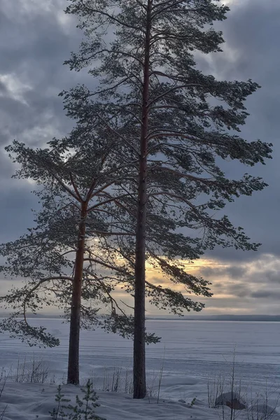 Sosny Brzegu Śnieżnego Jeziora Zimie — Zdjęcie stockowe