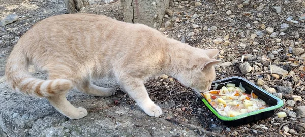 Rote Hungrige Obdachlose Katze Frisst Draußen — Stockfoto