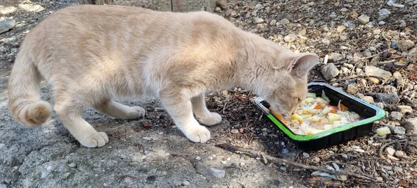 Rote Hungrige Obdachlose Katze Frisst Draußen — Stockfoto