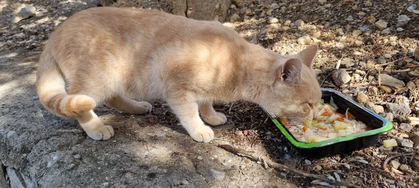 Kırmızı Evsiz Kedi Dışarıda Yemek Yiyor — Stok fotoğraf