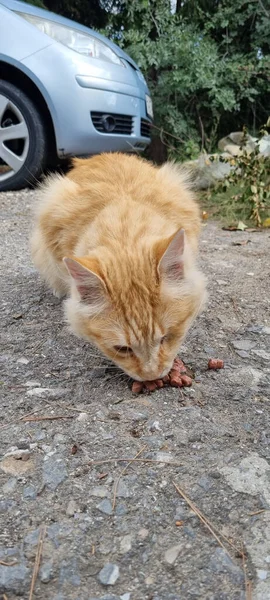 Rosso Affamato Gatto Senzatetto Mangiare All Aperto — Foto Stock