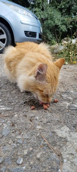 Rote Hungrige Obdachlose Katze Frisst Draußen — Stockfoto