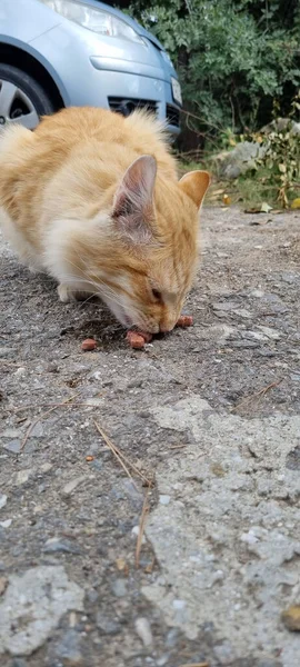 Rote Hungrige Obdachlose Katze Frisst Draußen — Stockfoto