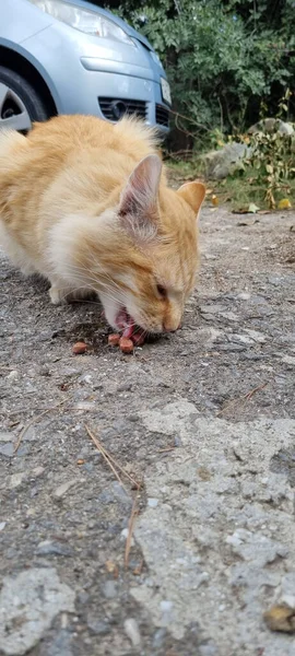 Red Hungry Homeless Cat Eating Outdoors — Stock Photo, Image