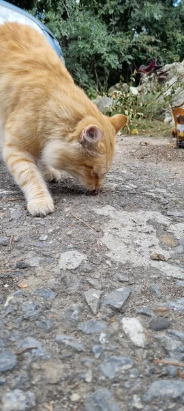 红色饥饿的无家可归的猫在户外吃 — 图库照片