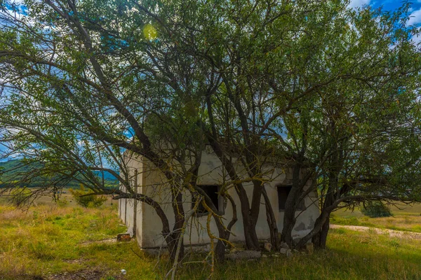 Elhagyatott Kis Egyszintes Ház Tele Fákkal — Stock Fotó