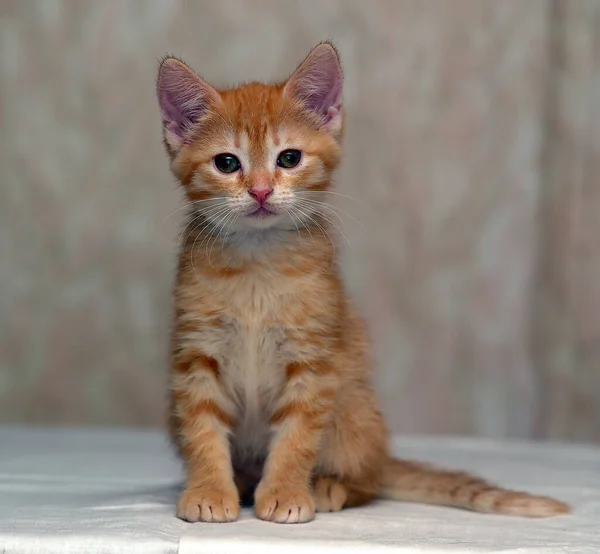 Sevimli Küçük Kızıl Kedi Yavrusu Oturur Dikkatlice Bakar — Stok fotoğraf