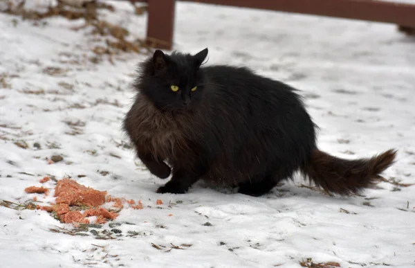 Obdachlose Schwarze Katze Winter Schnee — Stockfoto