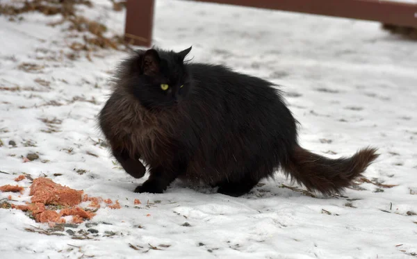 Sem Teto Gato Preto Livre Neve Inverno — Fotografia de Stock