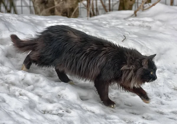 Gatto Nero Senzatetto All Aperto Nella Neve Inverno — Foto Stock