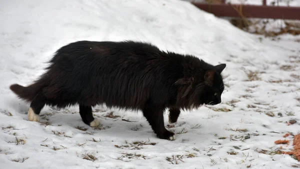 Homeless Black Cat Outdoors Snow Winter — Stock Photo, Image